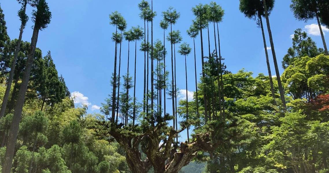 Mit der Daisugi-Technik behandelte Zeder in Kityama im Wald vor blauem Himmel